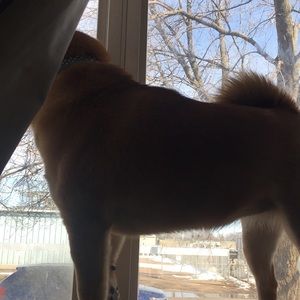 Meet your Posher, Shashayna